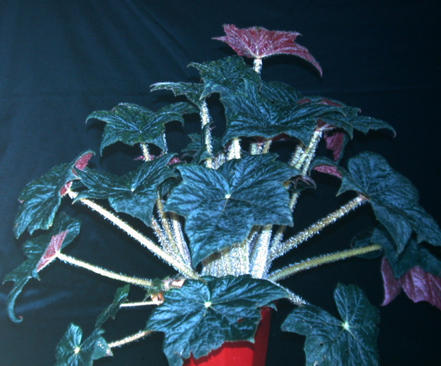 B. ‘Black Frost’